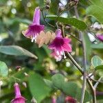 Jacquemontia solanifolia flower picture by christiane Fazer (cc-by-sa)