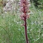 Orobanche amethystea habit picture by Miguel Ángel (cc-by-sa)