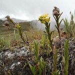 Epidendrum zipaquiranum habit picture by Gabriel OLLIVIER (cc-by-sa)