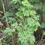 Montanoa hibiscifolia habit picture by J. Champ (cc-by-sa)