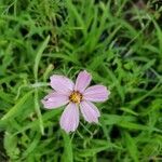 Cosmos bipinnatus flower picture by Angel Angel Kist (cc-by-sa)