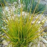 Festuca gautieri leaf picture by Mélissa Loupi (cc-by-sa)