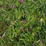 Vicia monantha flower picture by Elenasturife (cc-by-sa)