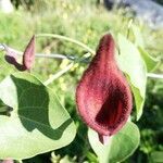 Aristolochia baetica flower picture by Kurt Peys (cc-by-sa)