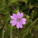 Geranium pyrenaicum flower picture by roberto vitali (cc-by-sa)