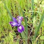 Iris macrosiphon flower picture by Gardner (cc-by-sa)