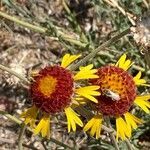 Gaillardia pinnatifida flower picture by Kristin Lukow (cc-by-sa)