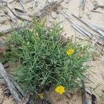 Launaea fragilis habit picture by Paul Henrich (cc-by-sa)