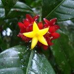 Psychotria nuda flower picture by Renato Lima (cc-by-sa)