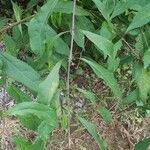 Callicarpa japonica habit picture by Jackie Paritte (cc-by-sa)