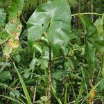 Montrichardia arborescens habit picture by R. Tournebize (cc-by-sa)