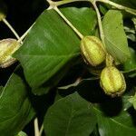 Pisonia macranthocarpa fruit picture by Nelson Zamora Villalobos (cc-by-nc)