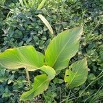 Canna indica leaf picture by David Vicente Miguelez (cc-by-sa)