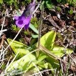 Pinguicula vulgaris habit picture by Chris Georges (cc-by-sa)