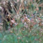 Thalictrum aquilegiifolium fruit picture by Sylvain Piry (cc-by-sa)