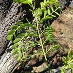 Stryphnodendron adstringens leaf picture by Estevam S (cc-by-sa)