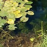 Nuphar lutea leaf picture by medusa (cc-by-sa)