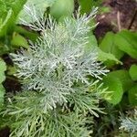 Artemisia arborescens leaf picture by flore loyer (cc-by-sa)