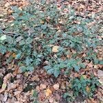 Ilex aquifolium habit picture by Jean-Marie Frenoux (cc-by-sa)