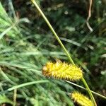 Carex vesicaria flower picture by Yvon Libessart (cc-by-sa)