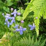 Lobelia trigonocaulis flower picture by Martin W (cc-by-sa)