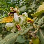 Solanum stramoniifolium flower picture by Makoto Makoto (cc-by-sa)