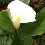 Zantedeschia aethiopica flower picture by Marcel Boyer (cc-by-sa)