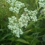 Parthenium integrifolium flower picture by jude s (cc-by-sa)