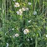 Rosa agrestis habit picture by Jean-Marie Frenoux (cc-by-sa)