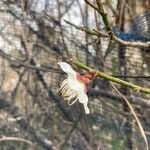 Prunus mume flower picture by 道草 (cc-by-sa)