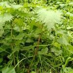 Urtica pilulifera habit picture by dinkel benjamin (cc-by-sa)