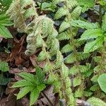 Polystichum braunii leaf picture by manuseitz (cc-by-sa)