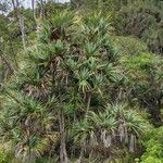 Pandanus utilis habit picture by Denis Bastianelli (cc-by-sa)