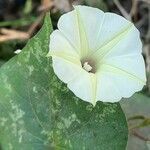 Ipomoea obscura flower picture by Arvind Kulkarni (cc-by-sa)