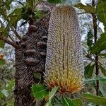 Banksia serrata flower picture by Andrew McNamara (cc-by-sa)