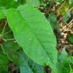 Croton megalocarpus leaf picture by susan brown (cc-by-sa)