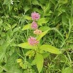 Asclepias purpurascens habit picture by Robert Breeding (cc-by-sa)