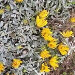 Gazania rigens habit picture by Monteiro Henrique (cc-by-sa)