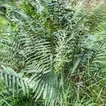 Dryopteris filix-mas habit picture by Waldemar Zeja (cc-by-sa)