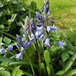 Hyacinthoides hispanica leaf picture by corinne tomei (cc-by-sa)