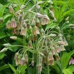 Allium siculum flower picture by Michel Tsevery (cc-by-sa)