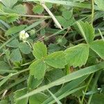 Potentilla montana leaf picture by Hugo Hardy (cc-by-sa)