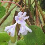 Heteranthera limosa flower picture by Nelson Zamora Villalobos (cc-by-nc)