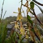 Epidendrum pittieri flower picture by Gabriel OLLIVIER (cc-by-sa)