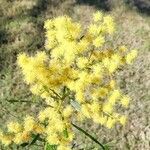 Acacia suaveolens flower picture by kima wareham (cc-by-sa)