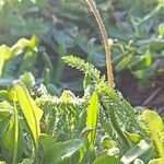 Achillea tomentosa leaf picture by Isabel Hds (cc-by-sa)