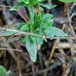 Jasione maritima leaf picture by Emmanuel Regent (cc-by-sa)