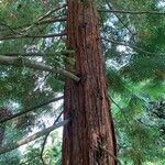 Sequoia sempervirens habit picture by Miroslav Cikan (cc-by-sa)