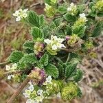 Lippia javanica flower picture by susan brown (cc-by-sa)