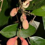 Licania hypoleuca fruit picture by Nelson Zamora Villalobos (cc-by-nc)